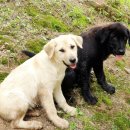 바우덕이(김암덕)묘 이미지