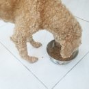 러블리펫텔 이미지