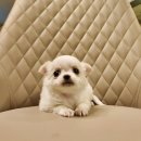 멍품 강아지분양 본점 이미지