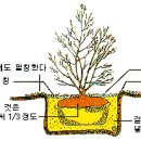 나무 묘목 식재 방법 이미지