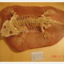 영월화석박물관 이미지