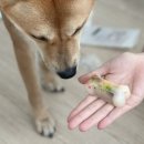 고르다 수제간식 | 대전 강아지 수제간식 추천! 둔산동 댕댕과자점 후기 (+ 소고기산적)