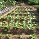 텃밭가꾸기 이미지