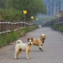백양사 | 반려견 동반 사찰 5곳 솔직후기 | 부처님오신날 황금연휴 펫동반 가이드