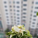 오로시 봄날