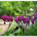 들꽃풍경 이미지