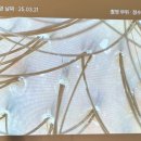 도노포레스타 이미지