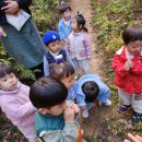 10.30 ~ 31 초안산 쓰러진 나무/ 긴나들이 - 초안산 정상 배드민턴 이미지