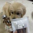 어떤점빵 | 강아지수제간식 수제케이크 창원 가볼만한곳 댕냥이점빵 후기