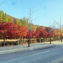 씨유 용인외대사거리점 | 가을맞이 단풍명소 용인 외국어대학교 명수당 방문기 | 용인외대 단풍, 대중교통