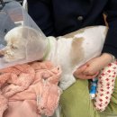 천하동물약품 | 강아지 십자인대 수술후기 ( 장재영 외과 동물 병원, 수술 과정 안내 )