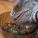 이구아나 이미지