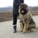 토실이네