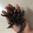 삼천포건어60번 먹꼴뚜기 맥주안주로 너무 맛있는 버터먹꼴뚜기 만들기