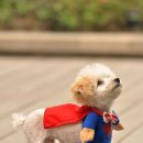 예쁜강아지 이미지