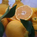 대룡농장 이미지