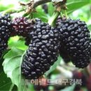 오디 이미지
