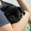 코모네 펫하우스 이미지