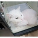 그루밍 나나 이미지