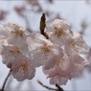 황매산군립공원 이미지