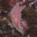 인형랜드 이미지