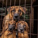 상식농장 이미지