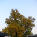 () 조선시대 교육의 중심지이자 은행나무 명소, 명륜동 성균관 늦가을 나들이 (문묘 은행나무, 대성전 은행나무) 이미지