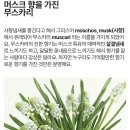 화기 | 어머님 선물 추천 🌿 어니스트플라워 무스카리 꽃 유리 화기 세트 후기