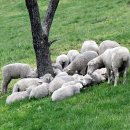 흔들목장 이미지