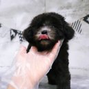 수원-0155 이미지