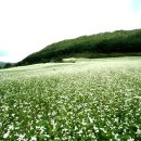 메밀꽃마을 이미지