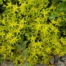 행복을주는꽃 이미지