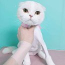 영블리 펫살롱 이미지