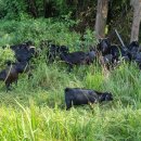 염소농장 이미지