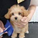 슈멍드아 이미지