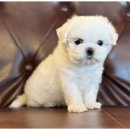 즐거운 강아지 이미지