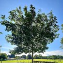 The Queen's Tree 이미지
