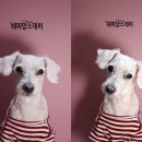 해피댕스 이미지