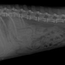 24시 에피소드 동물 메디컬 센터 이미지
