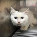 on동물병원 이미지