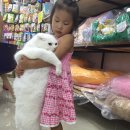 양산펫샵119