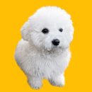 김옥분 | 김옥분 귀여워~ 비숑도 꼬숑도 아닌 귀요미를 옷을 만들어봤습니다 몽디