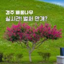 배롱나무길 | 경북 경주 대릉원 배롱나무 명소 개화