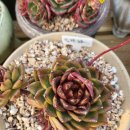 <b>블랙</b><b>코코</b>