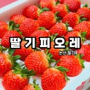 아이피오레 | '딸기피오레' 논산딸기 설선물 딸기 산지직송 내돈내산 후기