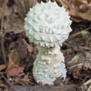 작은골 | 야생나물 -질경이,비비추,달개비