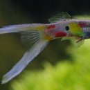 용인동물약국 이미지