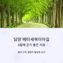 담양오방길3코스(습지길) | 담양 메타세쿼이아길, 3월에 걷기 좋은 이유