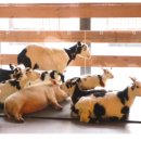 조수목장 이미지