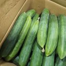 판매종료 // 옛맛 그대로 , 토종 흑찰옥수수 // 싱싱한 취청오이 이미지